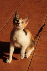 Callie Meow - Calico Cat