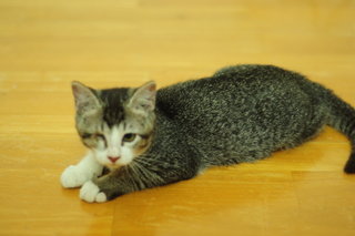 Winkie - Domestic Short Hair Cat