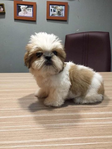 shih tzu coat type shih tzu puppies sold 2 years 3 months shih tzu coat small size from klang shih tzu coat type shih tzu puppies sold 2 years 3 months shih tzu coat small size from klang
