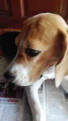 Summer - Beagle Dog