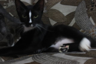 Kecik Blacky - Domestic Medium Hair + Domestic Short Hair Cat