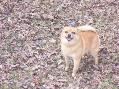 Sissy - Chihuahua + Pomeranian Dog