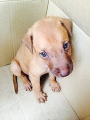 Brown Pups  - Mixed Breed Dog