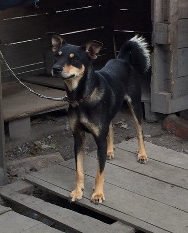 Dobbin - Doberman Pinscher Mix Dog