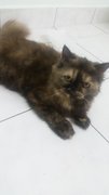 Ellie - Persian Cat