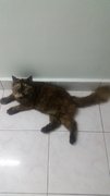 Ellie - Persian Cat
