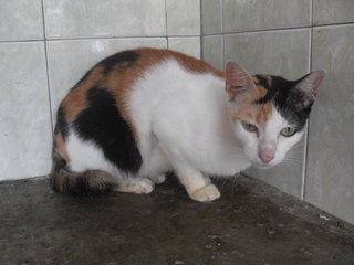62874 (C1:r6) - Domestic Short Hair Cat