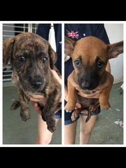 Brindle And Brownie - Mixed Breed Dog