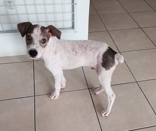 Snoopy - Terrier Mix Dog