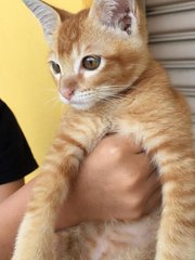 Cute Kitten - Domestic Short Hair Cat