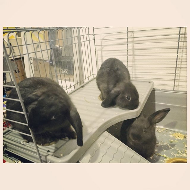 Lop Baby Bunnies  - Holland Lop Rabbit