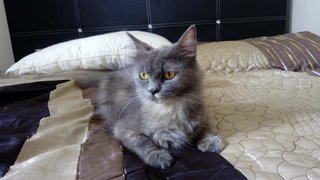 Qiqi - Russian Blue + Domestic Long Hair Cat