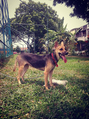 Phen Phen Tmn Sentosa Klang - Mixed Breed Dog