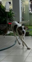 Callie - Mixed Breed Dog