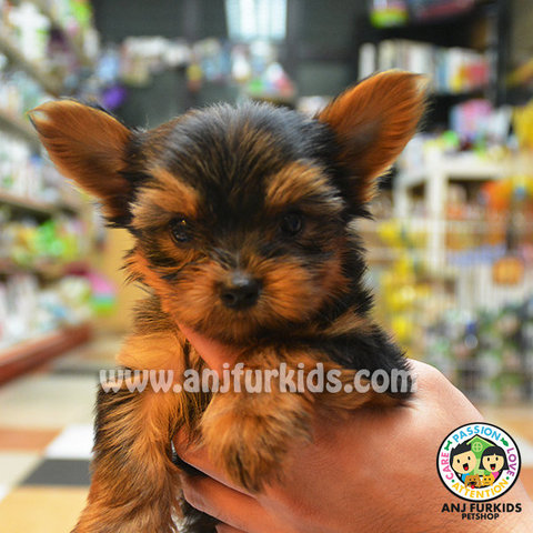 Quality Yorkshire Terrier Puppy  - Yorkshire Terrier Yorkie Dog