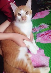 Putih &amp; Oren - Persian + Domestic Medium Hair Cat