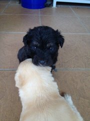 Little Eyebrow - Mixed Breed Dog