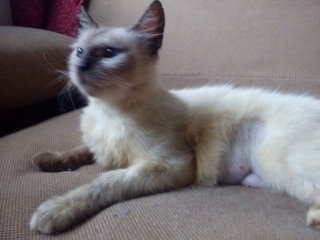 Shadow - Siamese + Domestic Long Hair Cat