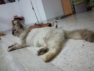 Shadow - Siamese + Domestic Long Hair Cat