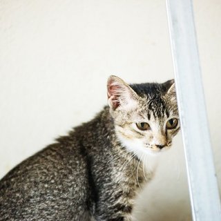 Nova - Domestic Short Hair Cat