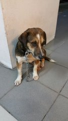 Shorty - Beagle Mix Dog