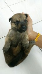 7 Lucky Cute Puppies - Mixed Breed Dog