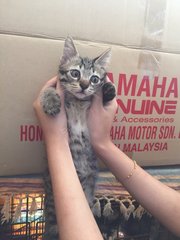 Kitten 1 - Adopted