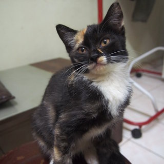 Cute Kitty - Domestic Short Hair Cat
