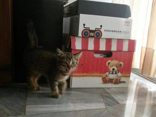 Kitten - Domestic Medium Hair Cat