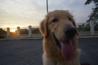 Scoobert - Golden Retriever Dog