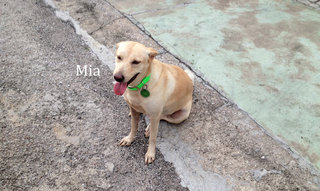 Sisters Mama Mia - Mixed Breed Dog
