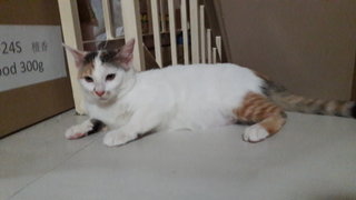 Little Cute  - Domestic Short Hair Cat