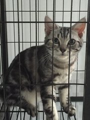 Waffles - American Shorthair Cat