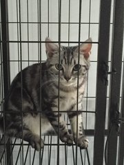 Waffles - American Shorthair Cat