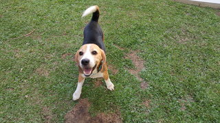 Tristan - Beagle Dog