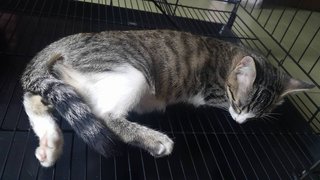 Meow - Domestic Medium Hair Cat