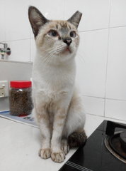 Pepper - Domestic Short Hair Cat