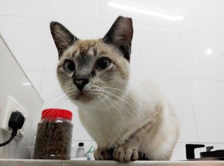 Pepper - Domestic Short Hair Cat