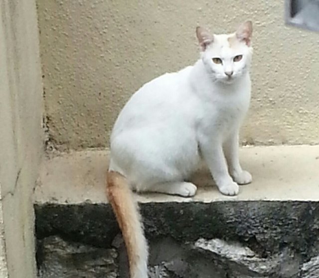 Billie - Domestic Short Hair Cat