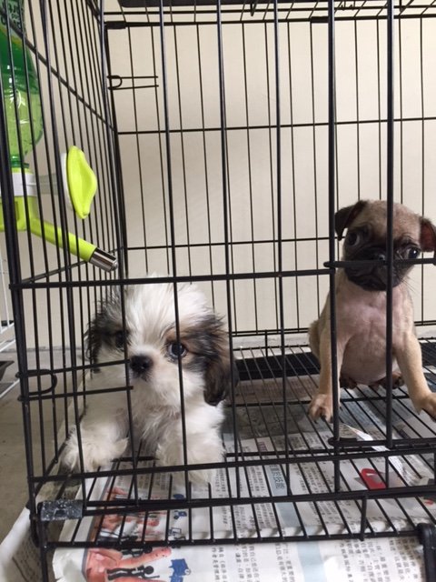 fawn colour pug pug puppy for sale 2 months pug fawn color from klang selangor petfinder my fawn colour pug pug puppy for sale 2 months pug fawn color from klang selangor petfinder my