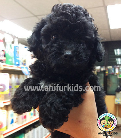 Black Female Tiny Toy Poodle Pups - Poodle Dog