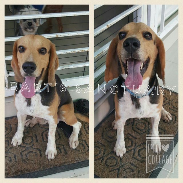 Benji - Beagle Dog