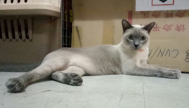 Female Siamese Mix - Siamese Cat