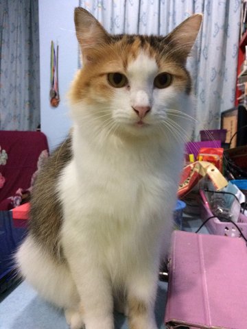 Callie - Domestic Medium Hair Cat