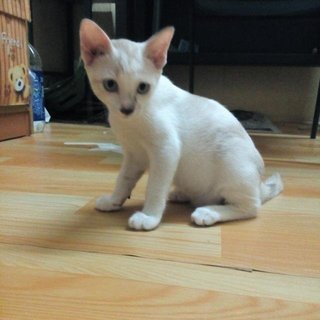Ciku - Domestic Short Hair Cat