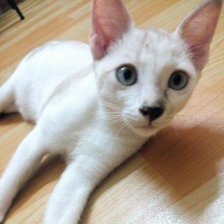 Ciku - Domestic Short Hair Cat