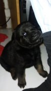 3 Adorable Black Puppies  - Mixed Breed Dog