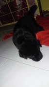 3 Adorable Black Puppies  - Mixed Breed Dog