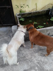Mimi And Ah Wong - Mixed Breed Dog
