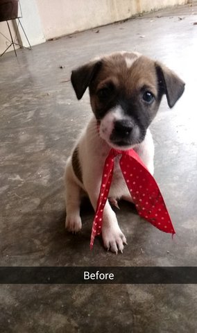 Spiderdogs - Mixed Breed Dog